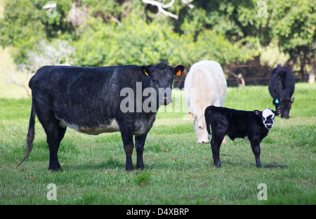 Breed of cattle called Norfolk Blue, Norfolk Island, Australia Stock Photo