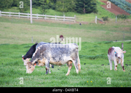 Breed of cattle called Norfolk Blue, Norfolk Island, Australia Stock Photo