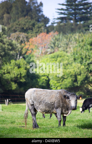 Breed of cow known as a Norfolk Blue, Norfolk Island, Australia Stock Photo