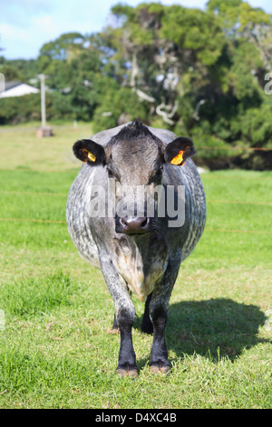 Breed of cow known as a Norfolk Blue, Norfolk Island, Australia Stock Photo
