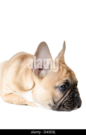 light brown french bulldog before white background Stock Photo