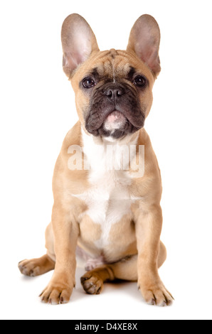 light brown french bulldog before white background Stock Photo