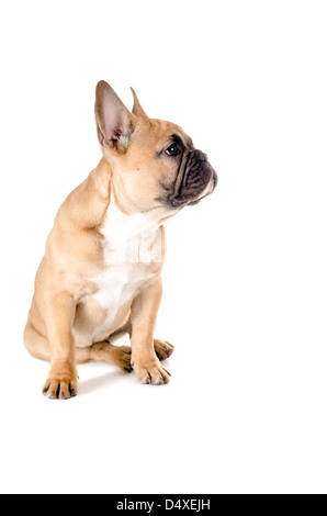 light brown french bulldog before white background Stock Photo