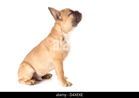 light brown french bulldog before white background Stock Photo