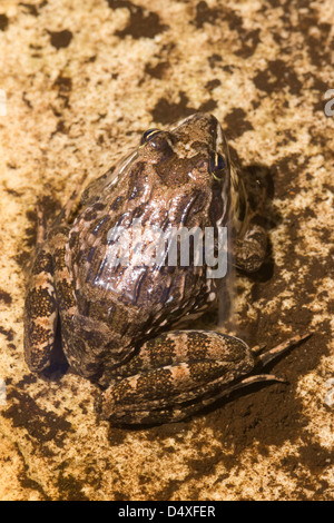 Cape river frog (Amietia fuscigula), Harold Porter Botanical Gardens, Western Cape, South Africa, February 2013 Stock Photo