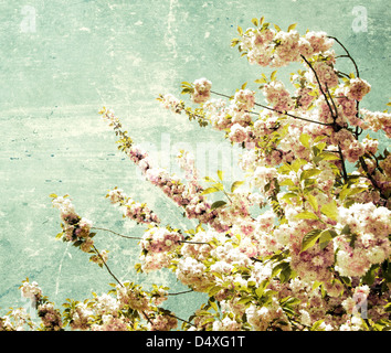 Close up of the grunge spring cherry flowers Stock Photo