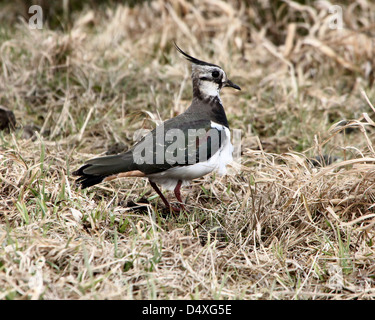 Detailed close-up of a common lapwing (Vanellus Vanellus) foraging in a meadow Stock Photo
