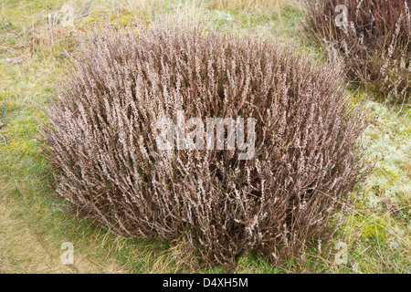 Clump of calluna vulgaris, common heather or ling, growing on heathland, Suffolk Sandlings, England Stock Photo