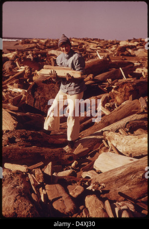 Conservation of Electricity Resulted in More People Collecting Firewood Along the Beaches as Did This Person. near Lincoln City, When This Picture Was Taken in January, 1974, There Was a Wind-Chill Factor of Minus 12 Degrees 01/1974 Stock Photo