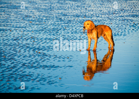 A golden Working Cocker Spaniel in the evening light on the beach at low tide. Stock Photo