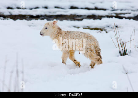 Elan Valley, Cambrian Mountains, Powys, UK. 20th March 2013. A newly born lamb follows it's mother. On the Equinox, the first official day of spring, hardy mountain ewes give birth to lambs in the snow which fell overnight in much of Wales. Photo credit: Graham M. Lawrence/Alamy Live News. Stock Photo