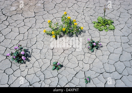 blooming Yellow Beeplant and Phacelia growing in cracks of dried mud Stock Photo