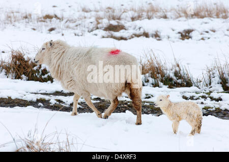 Elan Valley, Cambrian Mountains, Powys, UK. 20th March 2013. A newly born lamb follows it's mother. On the Equinox, the first official day of spring, hardy mountain ewes give birth to lambs in the snow which fell overnight in much of Wales. Photo credit: Graham M. Lawrence/Alamy Live News. Stock Photo