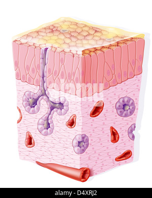 NASAL MUCOSA, DRAWING Stock Photo - Alamy