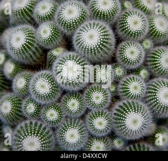 close up abstract pattern of cactus succulents with thorns in a planter pot, potted, USA, US, color connected images circular patterns, succulent pots Stock Photo