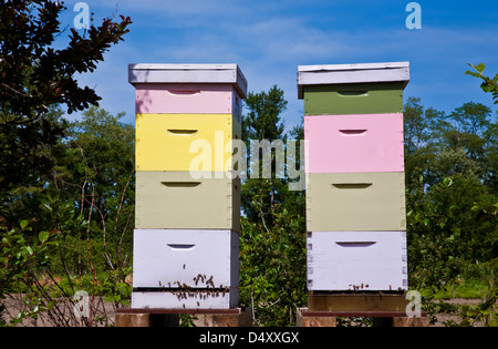 Closeup colorful wooden honeybee hives on a honey farm in Freehold Twp., New Jersey, USA, Monmouth County, spring farm produce, NJ Stock Photo