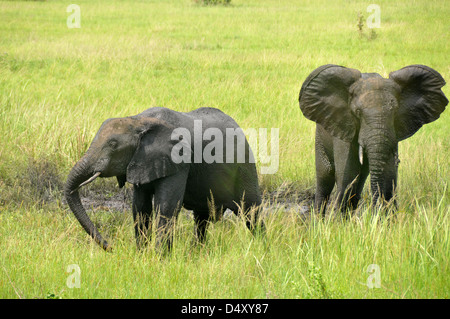 baby elephants in Uganda's Queen Elizabeth National Park Stock Photo