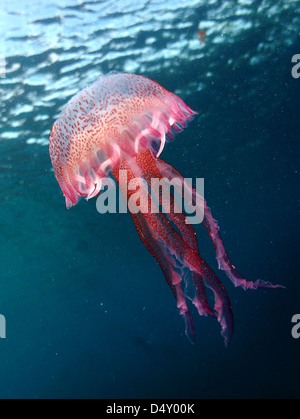 jellyfish on a blue background Stock Photo - Alamy