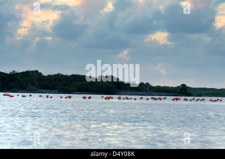 Flamingos in a salt pond, Anegada, British Virgin Islands. Stock Photo