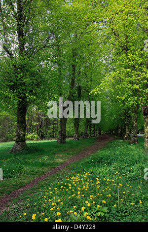 Spring Green Common Lime Tree Avenue, Tilia x vulgaris, Clumber Park, Nottinghamshire, England, Britain, UK, Stock Photo