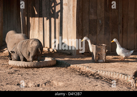 pigs, ducks, and a cat in a rural Akha village near Phongsaly, Laos Stock Photo