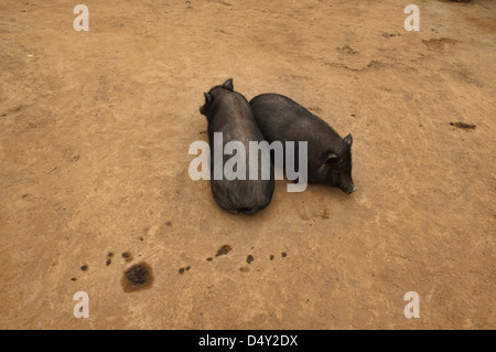 a pair of pigs in a rural Akha village near Phongsaly, Laos Stock Photo