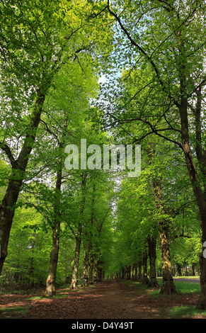 Spring Green Common Lime Tree Avenue, Tilia x vulgaris, Clumber Park, Nottinghamshire, England, Britain, UK, Stock Photo