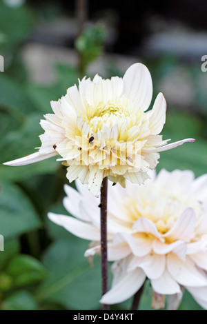 Mouse droppings on a dahlia flower gnawed by a mouse Stock Photo