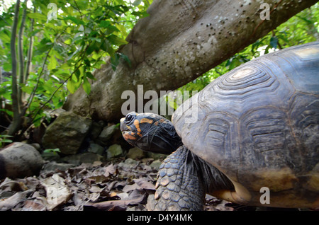 Red-footed tortoise, St. Croix, U.S. Virgin Islands. Stock Photo