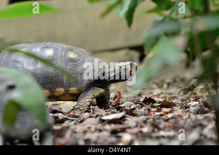 Red-footed tortoise, St. Croix, U.S. Virgin Islands. Stock Photo