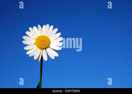 Daisy flower against blue sky Stock Photo