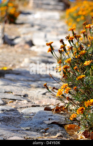 a small stone path with flowers on both sides, Stock Photo
