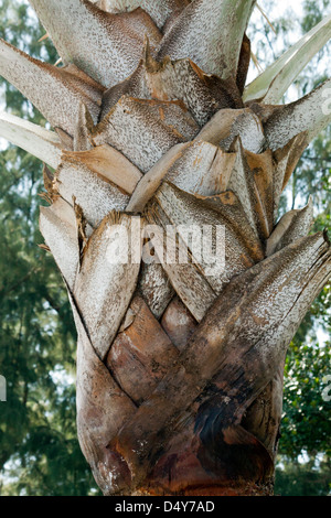 Lattice-shaped bark on palm tree Stock Photo