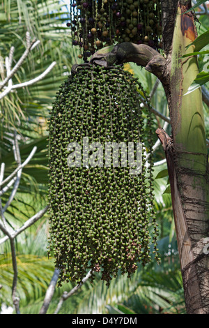 Cluster of unripe dates hanging from date palm tree Stock Photo