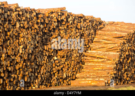 Logs bound for a biofuel power station in Workington in Workington port, Cumbria, UK. Stock Photo