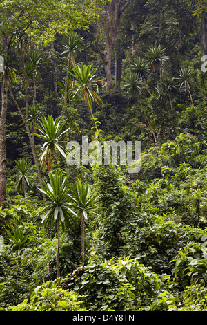 Rwenzori, Uganda. Forest Lobelia (Lobelia gibberoa) in the Mobuku Valley in the high mountains of the Rwenzoris. Stock Photo