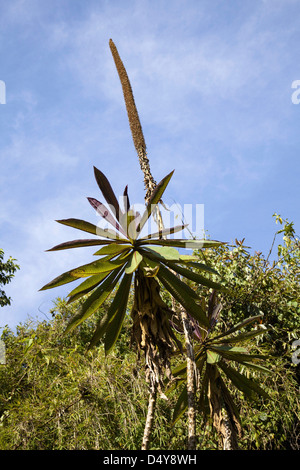 Rwenzori, Uganda. Forest Lobelia (Lobelia gibberoa) in the Mobuku Valley in the high mountains of the Rwenzoris. Stock Photo