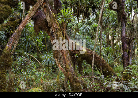 In the dense Erika Forest of the Rwenzori, Uganda. Stock Photo