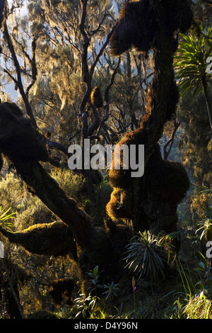 Erika forest in the valley Mobuku, Ruwenzori, Uganda. Stock Photo