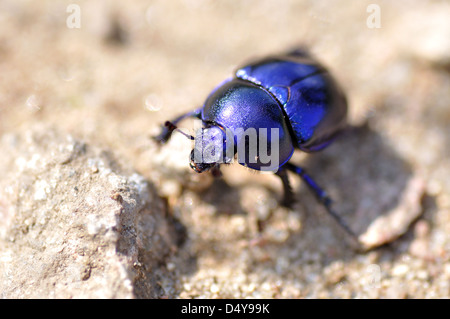Closeup of a beetle with selective focus. Stock Photo
