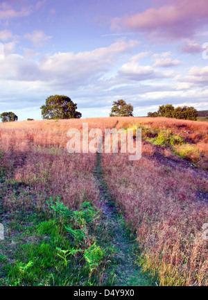 Path through red stemmed wild grass with pale pinkish flowers in summer Brocton field Cannock Chase Country Park AONB