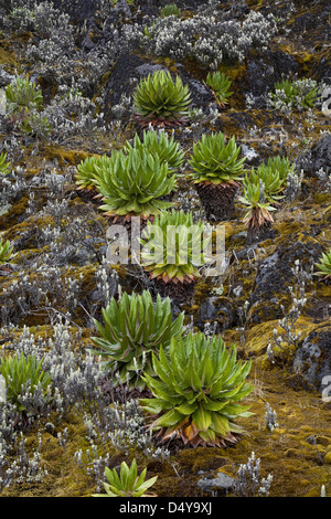 Young Giant Groundsels (Dendrosenecio, Tree Senecio) in the Rwenzoris at Mt. Speke, Uganda. Stock Photo