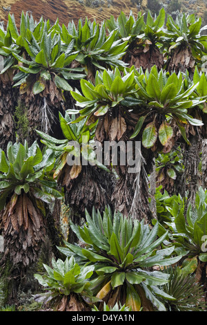Canopy of Giant Groundsel, Tree Senecio (dendrosenecio erici-rosenii) at 4100m. Uganda, Rwenzori Stock Photo