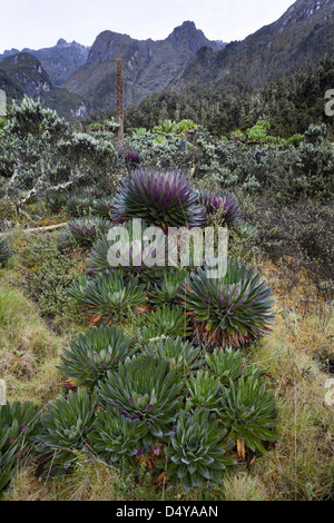 The Giant Lobelias (Lobelia bequaertii) of the Rwenzoris. Stock Photo