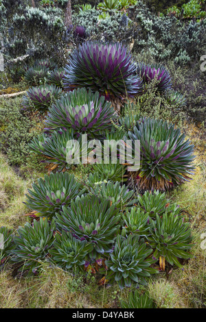 The Giant Lobelias (Lobelia bequaertii) of the Rwenzoris. Stock Photo