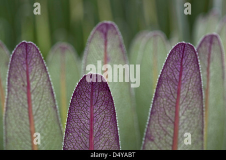 The Giant Lobelias (Lobelia bequaertii) of the Rwenzoris. Stock Photo