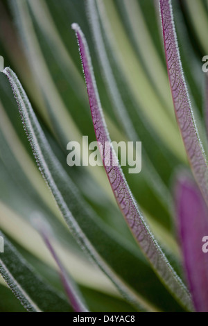 The Giant Lobelias (Lobelia bequaertii) of the Rwenzoris. Stock Photo