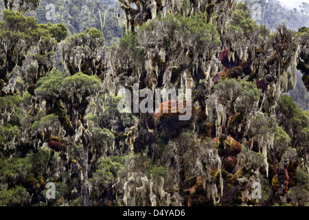 Erika forest in the valley Mobuku, Ruwenzori, Uganda. Stock Photo