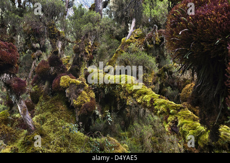 Erika forest in the valley Mobuku, Ruwenzori, Uganda. Stock Photo