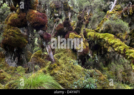 Erika forest in the valley Mobuku, Ruwenzori, Uganda. Stock Photo